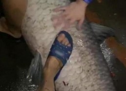 青鱼视频国产3,探索青春光影下的情感世界