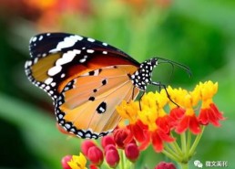 国产采精小蝴蝶,探寻自然之美与科技创新的完美融合