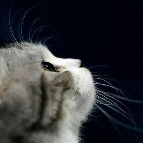 娱乐吃瓜酱小猫咪被吓,揭秘幕后真相